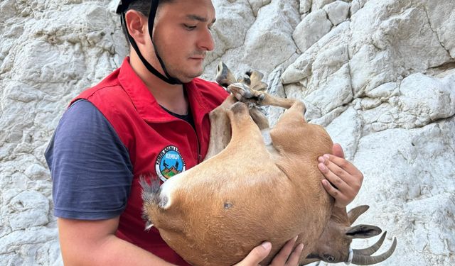 Antalya'da dere yatağında yaralı bulunan yaban keçisi kurtarıldı