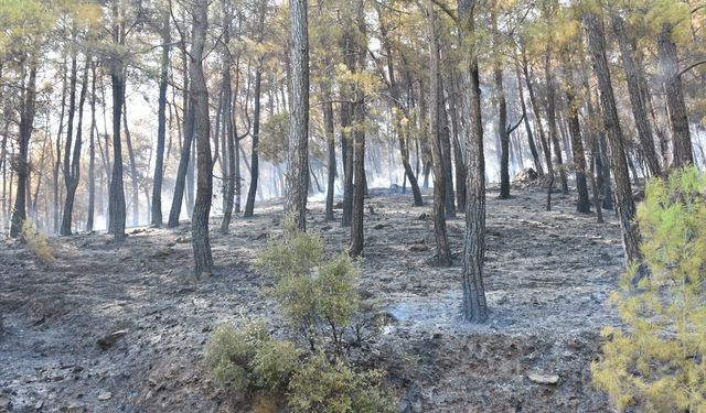 GÜNCELLEME - Antalya'nın Serik ilçesindeki orman yangını kontrol altına alındı