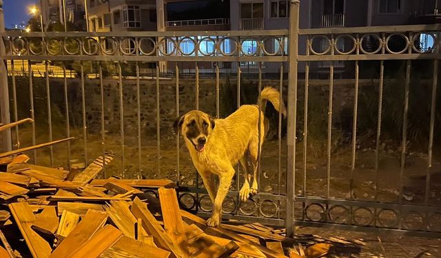 Hatay'da demir parmaklığa sıkışan köpeği itfaiye ekibi kurtardı