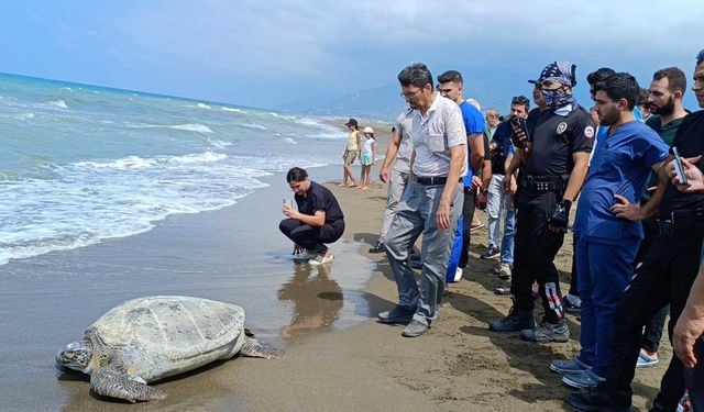 Hatay'da tedavileri tamamlanan 5 kaplumbağa denize bırakıldı