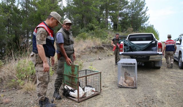 Hatay'da tedavileri tamamlanan karaca ve 2 leylek doğaya salındı