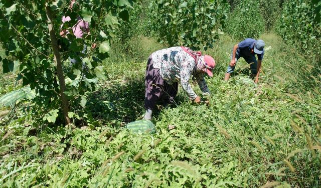 Mersin'de karpuz hasadı yapıldı