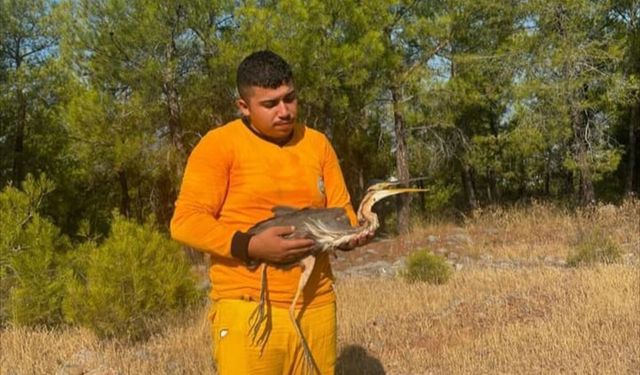 Mersin'de yaralı bulunan erguvani balıkçıl tedaviye alındı