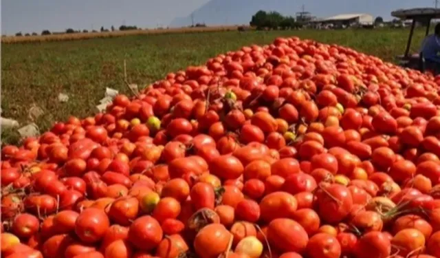 Bursa’da salça sezonu sürüyor