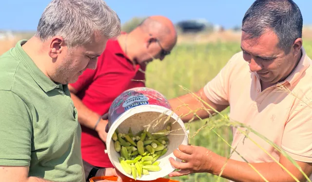 Canbey’den Balıkesir'de bamya hasadı