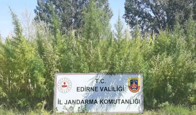 Edirne'de 159 bin kök kenevir ele geçirildi