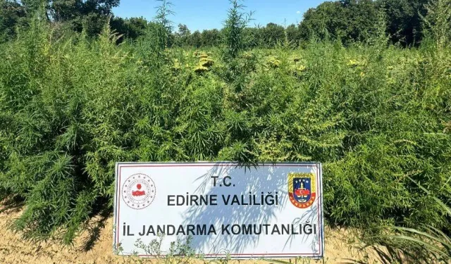 Edirne'de 49 bin 500 kök kenevire imha