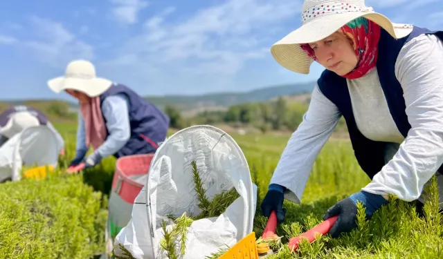 Kocaeli’de biberiye hasadı başladı