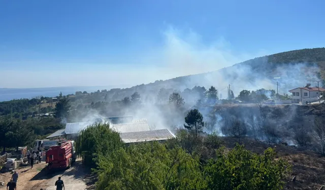 Yalova Armutlu'da orman yangını kontrol altında