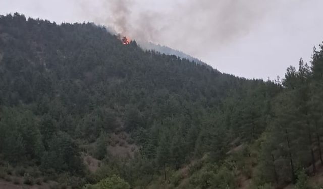 Adana'nın Feke ilçesinde çıkan orman yangını kontrol altına alındı