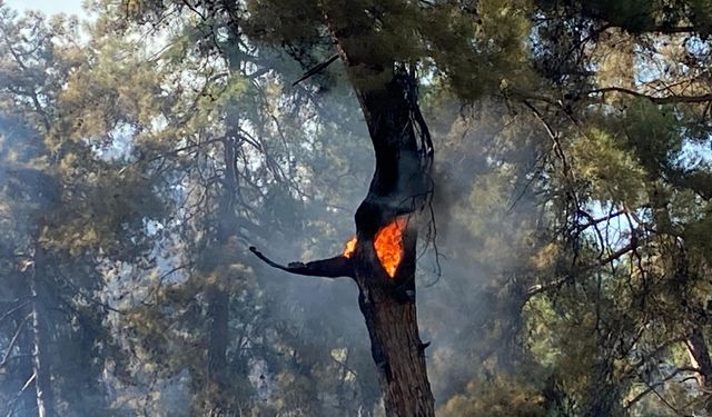 GÜNCELLEME 2 - Antalya'nın Kaş ilçesinde çıkan orman yangını kontrol altına alındı