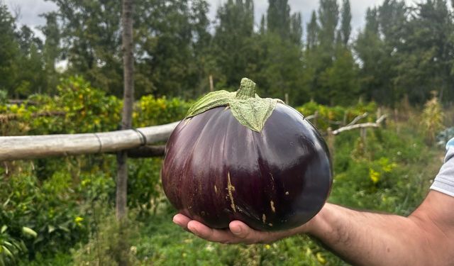 Ispartalı çiftçinin bahçesinde 2 kilo 200 gramlık patlıcan yetişti