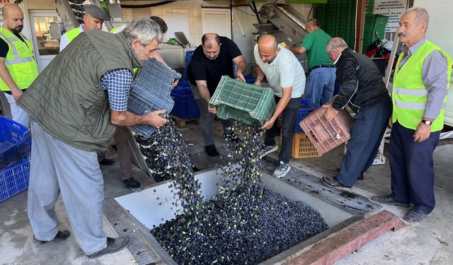 Kumluca'da hasat edilen zeytinin sıkımına başlandı