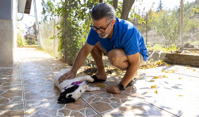 Mersin'de bakımevindeki 52 köpek ve 32 kedi sahiplendirildi