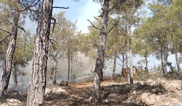 Mersin'de çıkan orman yangını kontrol altına alındı