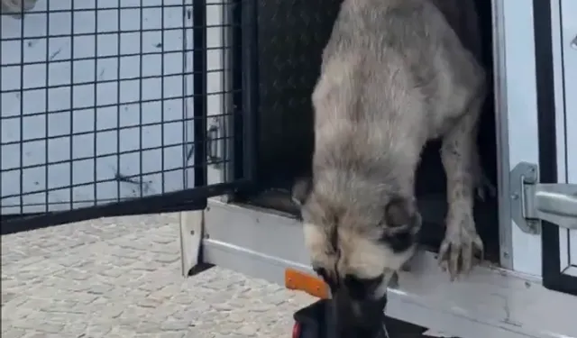 Mudanya'da ‘köpeklerin uyutulduğu’ iddialarına videolu yanıt