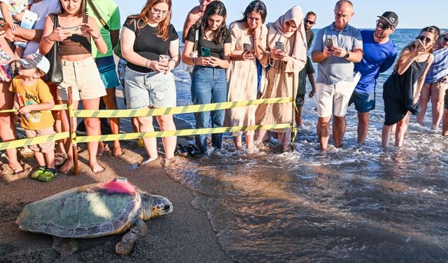 Antalya'da tedavileri tamamlanan iki caretta caretta denize bırakıldı