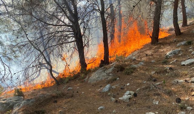 Mersin'de çıkan orman yangını söndürüldü