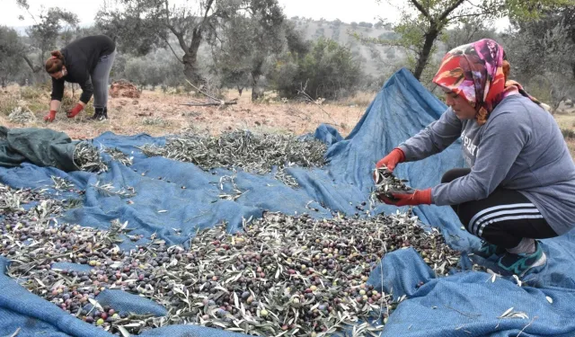 Bursa Ziraat Odaları, zeytin toplama işçilik ücretlerini belirledi