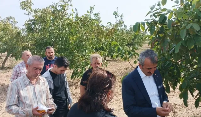 Edirne Valisi Sezer ceviz hasadına katıldı