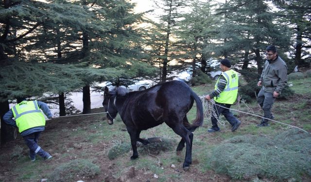 Hatay'da başıboş yaralı katır tedaviye alındı