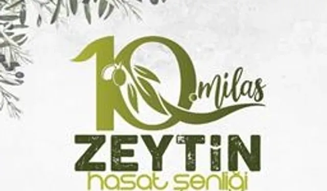 Milas'ta zeytin hasat şenliği için geri sayım başladı