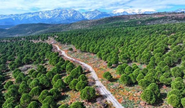 Hatay'da 15 Yıllık Fıstık Çamı Projesi Meyvelerini Verdi