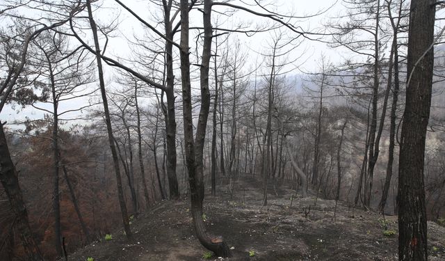 Hatay’da Yanan 3 Bin 300 Hektar Alan Yeniden Hayat Buluyor!