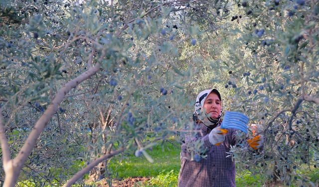 Hatay'da 201 bin ton zeytin rekoltesi bekleniyor