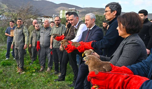 MKÜ’de Tedavi Edilen 7 Yırtıcı Kuş Doğaya Salındı