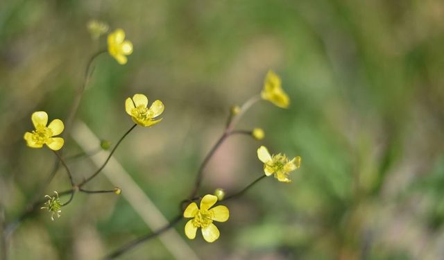 İlk Cemre Havaya Düşüyor!