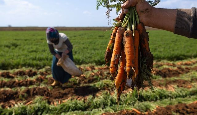 Hatay’da Havuç Hasadı Başladı