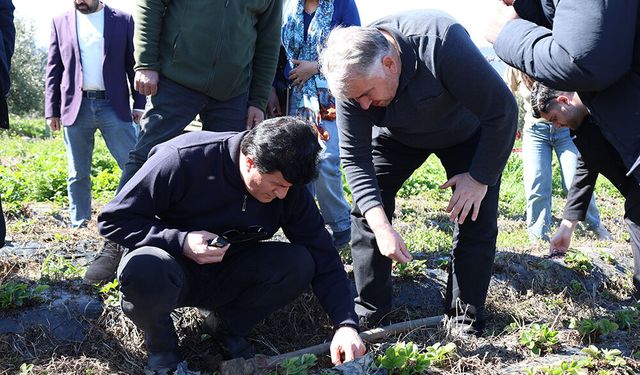 HBB’den Üreticilere Çilek Yetiştiriciliği Eğitimi