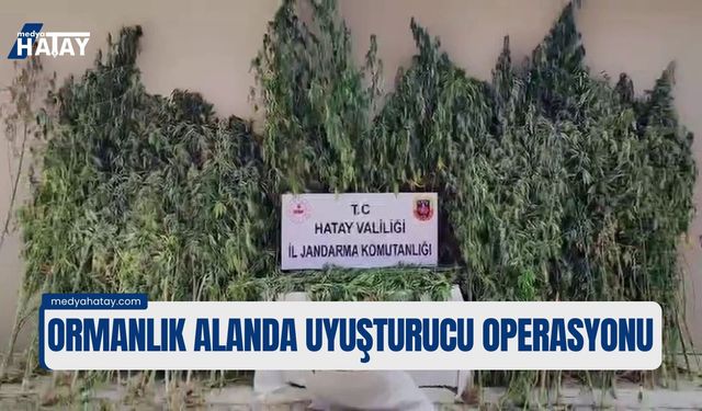 Hatay'da Ormanlık Alanda Uyuşturucu Operasyonu: 915 Kenevir
