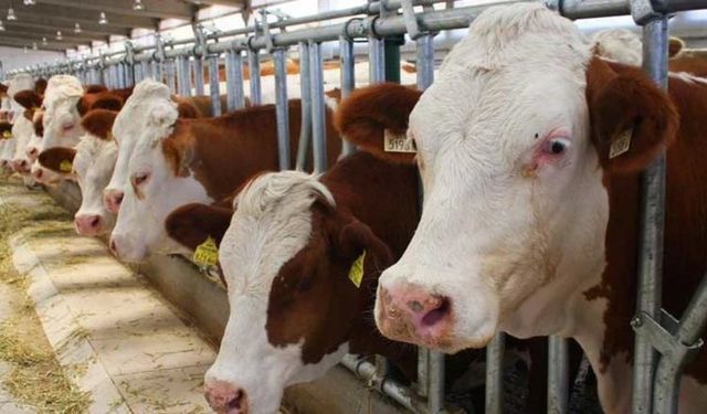 Hataylı Besicilere 2027 Desteği! İşte Detaylar