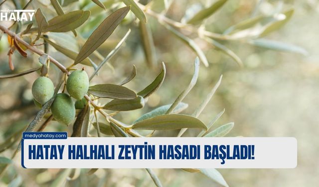 HATAY HALHALI ZEYTİN HASADI BAŞLADI!