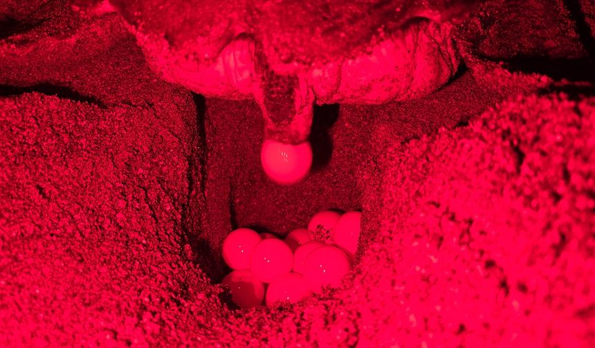 Yuvalarına yumurta bırakan caretta carettalar kırmızı ışıkla görüntülendi
