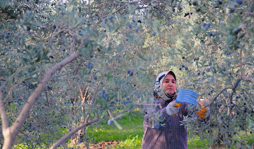 Hatay'da 201 bin ton zeytin rekoltesi bekleniyor