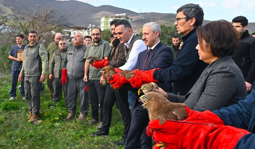 MKÜ’de Tedavi Edilen 7 Yırtıcı Kuş Doğaya Salındı