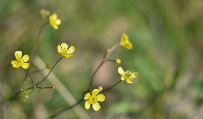 İlk Cemre Havaya Düşüyor! Baharın Habercisi Geldi