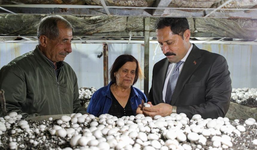Vali Masatlı Defne’de Mantar Hasadına Katıldı