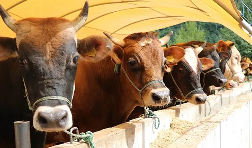 Kurban Bayramı Ne Zaman?