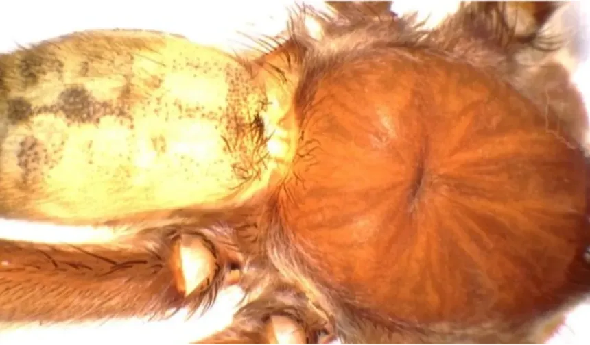 Yeni Tarantula Türü Bilim Dünyasını Heyecanlandırdı!