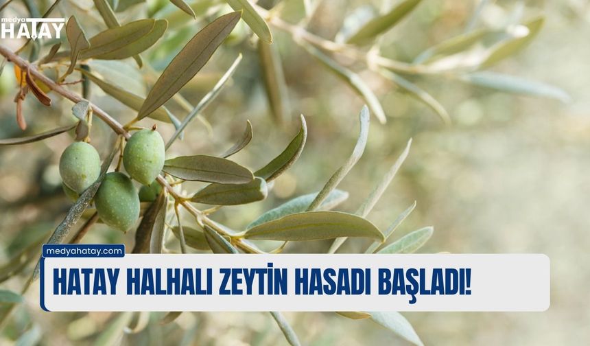HATAY HALHALI ZEYTİN HASADI BAŞLADI!