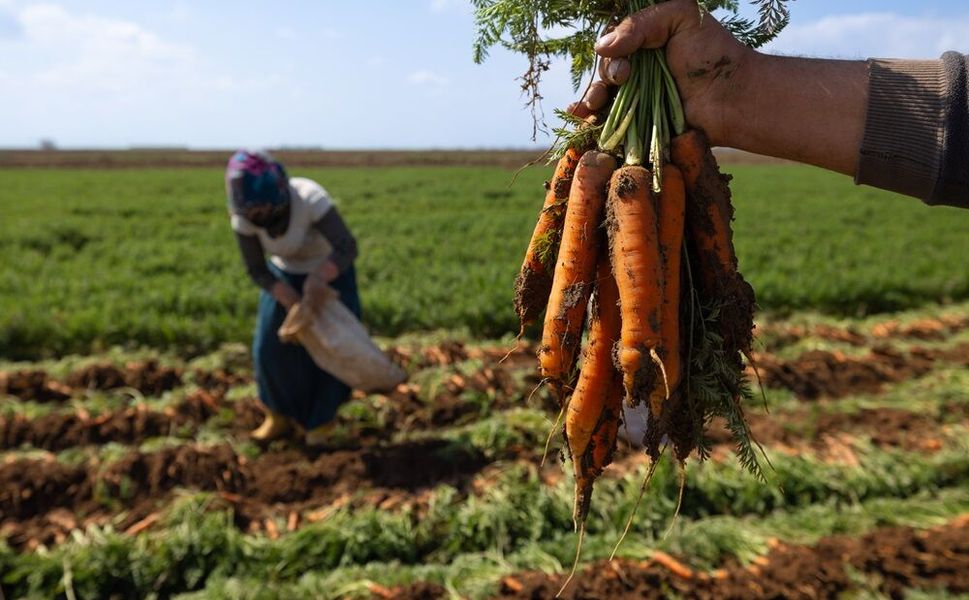 Hatay’da Havuç Hasadı Başladı