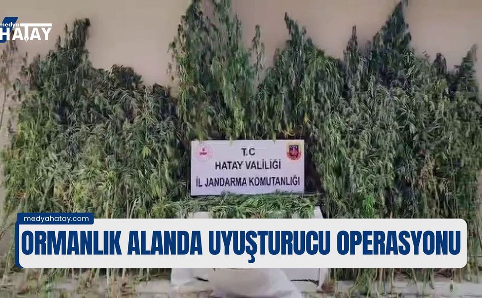 Hatay'da Ormanlık Alanda Uyuşturucu Operasyonu: 915 Kenevir