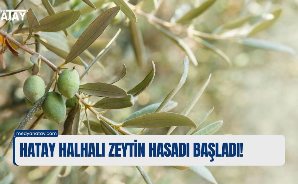 HATAY HALHALI ZEYTİN HASADI BAŞLADI!